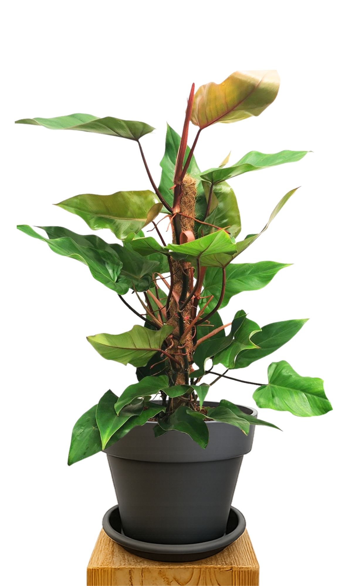 Kit de plantation 30 Anthracite